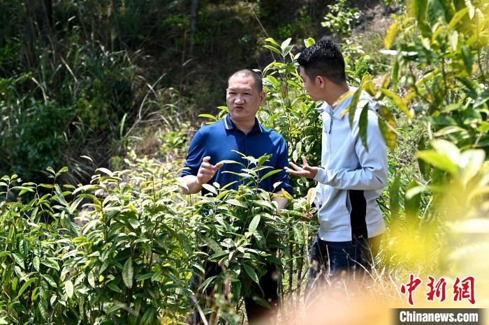 張高漢向參訪者介紹金花茶種植情況?！埥鸫?攝