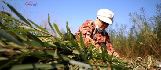 山東省朱村：干群同心 老區(qū)新貌——弘揚中國共產黨精神譜系之沂蒙精神